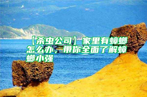 【殺蟲公司】家里有蟑螂怎么辦，帶你全面了解蟑螂小強