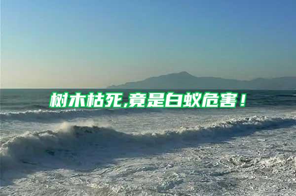樹木枯死,竟是白蟻危害！
