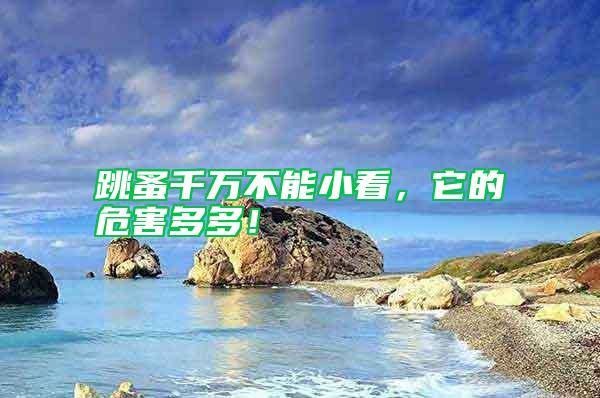 跳蚤千萬不能小看，它的危害多多！