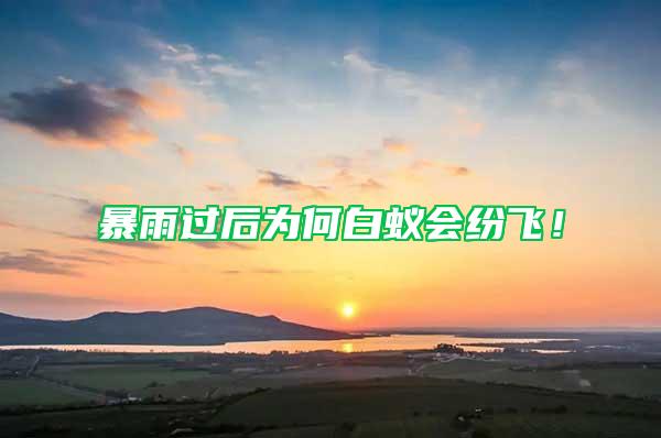暴雨過后為何白蟻會紛飛！