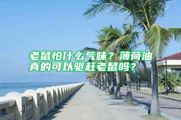 老鼠怕什么氣味？薄荷油真的可以驅(qū)趕老鼠嗎？