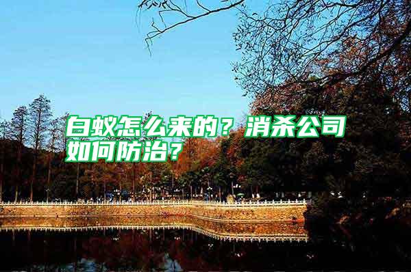 白蟻怎么來的？消殺公司如何防治？