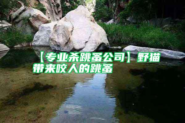 【專業殺跳蚤公司】野貓帶來咬人的跳蚤