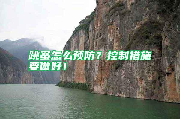 跳蚤怎么預防？控制措施要做好！