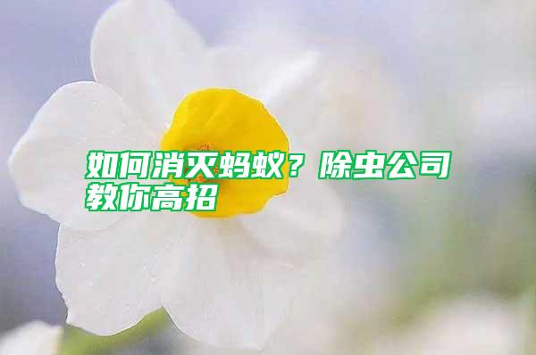如何消滅螞蟻？除蟲公司教你高招