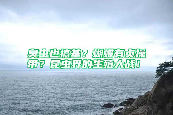 臭蟲也搞基？蝴蝶有貞操帶？昆蟲界的生殖大戰(zhàn)！