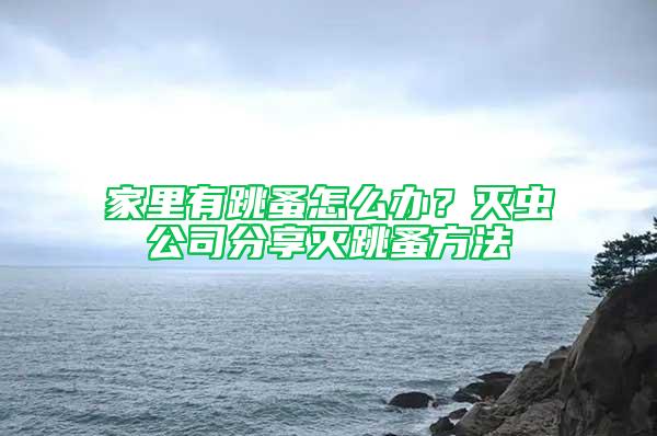 家里有跳蚤怎么辦？滅蟲公司分享滅跳蚤方法