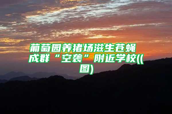 葡萄園養豬場滋生蒼蠅 成群“空襲”附近學校((圖)