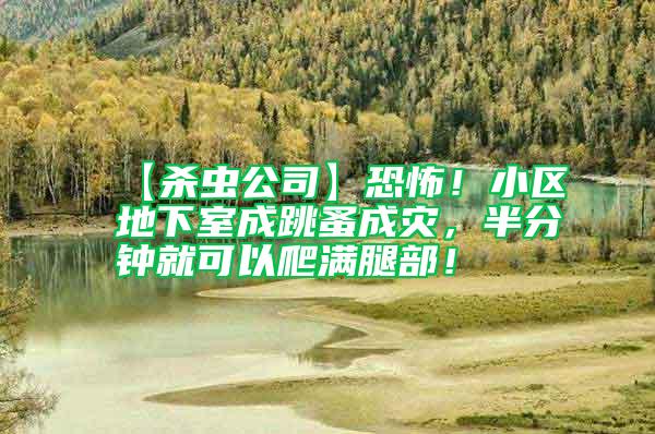 【殺蟲公司】恐怖！小區地下室成跳蚤成災，半分鐘就可以爬滿腿部！