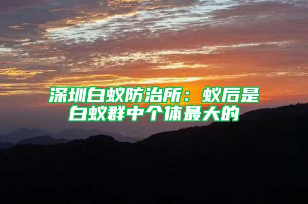 深圳白蟻防治所：蟻后是白蟻群中個(gè)體最大的