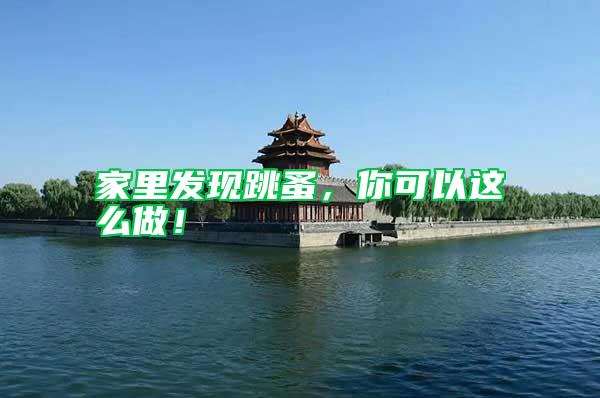 家里發(fā)現(xiàn)跳蚤，你可以這么做！