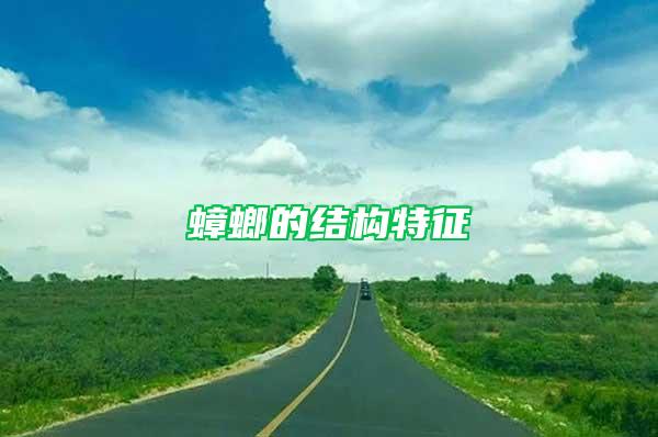 蟑螂的結構特征