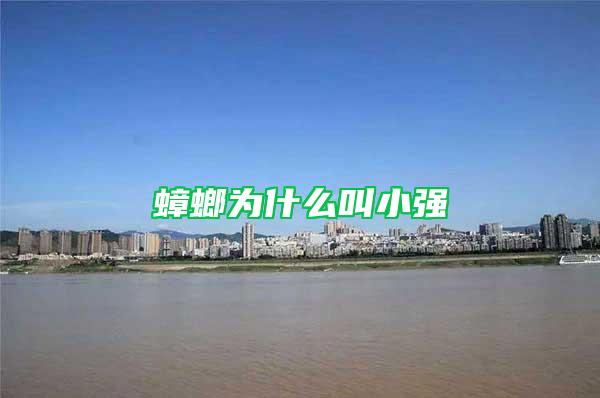 蟑螂為什么叫小強