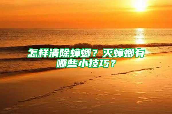 怎樣清除蟑螂？滅蟑螂有哪些小技巧？
