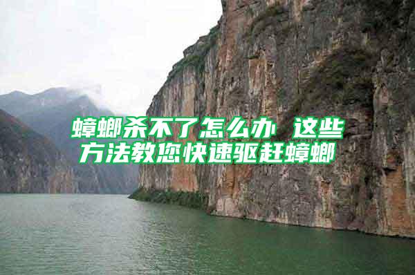 蟑螂殺不了怎么辦 這些方法教您快速驅趕蟑螂