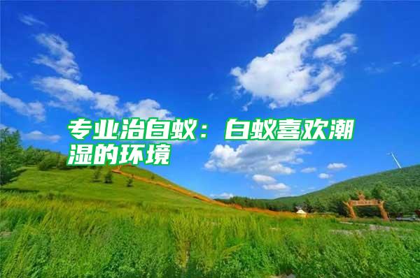 專業治白蟻：白蟻喜歡潮濕的環境