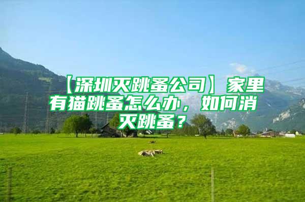 【深圳滅跳蚤公司】家里有貓跳蚤怎么辦，如何消滅跳蚤？