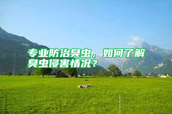 專業防治臭蟲，如何了解臭蟲侵害情況？