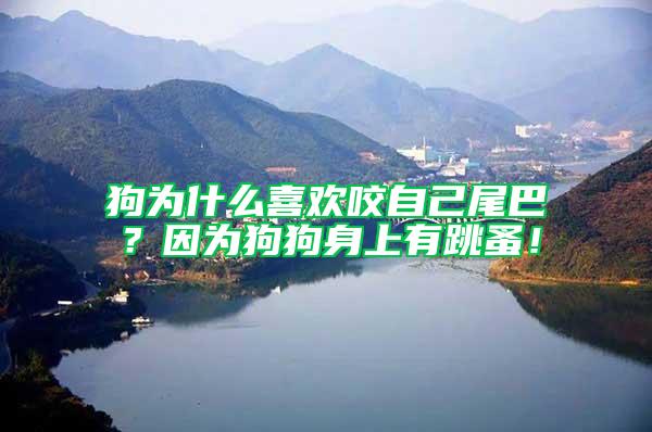 狗為什么喜歡咬自己尾巴？因?yàn)楣饭飞砩嫌刑椋?/></p>
             <p style=