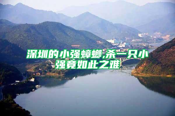 深圳的小強蟑螂,殺一只小強竟如此之難