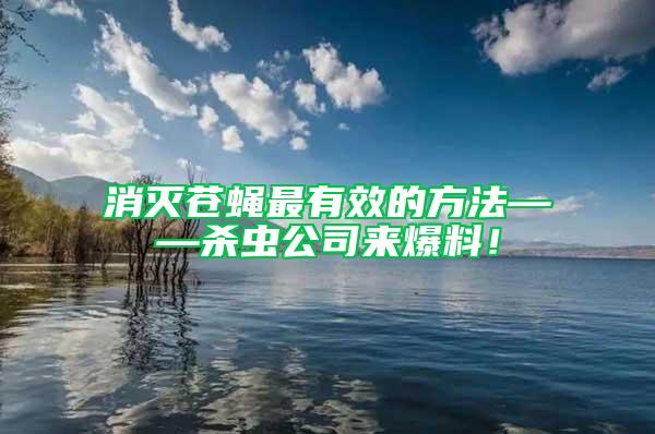 消滅蒼蠅最有效的方法——殺蟲公司來爆料！
