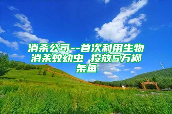 消殺公司--首次利用生物消殺蚊幼蟲 投放5萬柳條魚