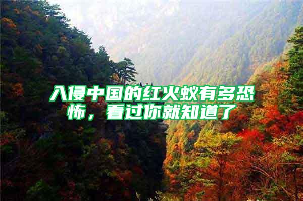 入侵中國的紅火蟻有多恐怖，看過你就知道了