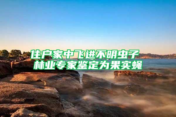 住戶家中飛進不明蟲子 林業專家鑒定為果實蠅