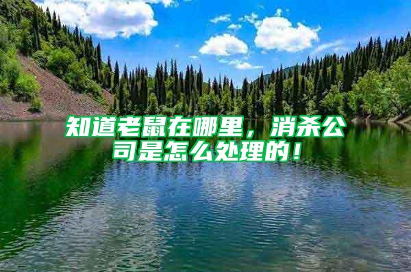 知道老鼠在哪里，消殺公司是怎么處理的！