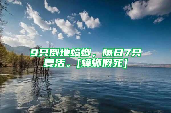 9只倒地蟑螂，隔日7只復活。[蟑螂假死]