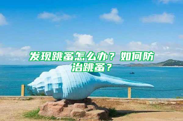 發現跳蚤怎么辦？如何防治跳蚤？