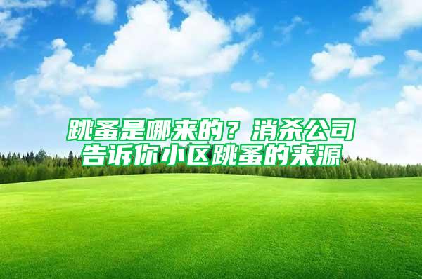 跳蚤是哪來的？消殺公司告訴你小區跳蚤的來源