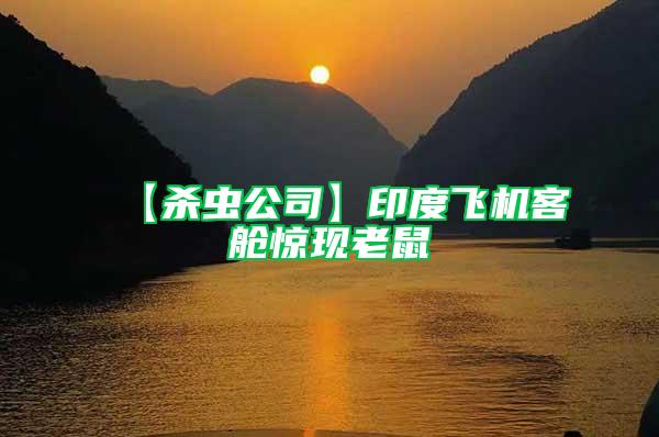 【殺蟲公司】印度飛機客艙驚現老鼠