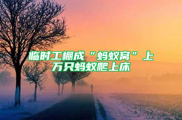 臨時工棚成“螞蟻窩”上萬只螞蟻爬上床