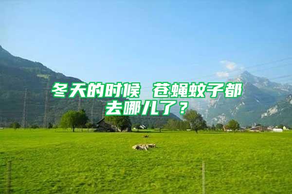 冬天的時候 蒼蠅蚊子都去哪兒了？