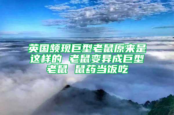 英國頻現巨型老鼠原來是這樣的 老鼠變異成巨型老鼠 鼠藥當飯吃
