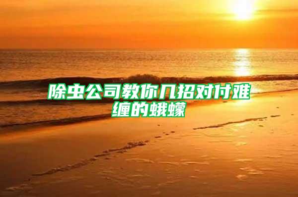 除蟲公司教你幾招對付難纏的蛾蠓