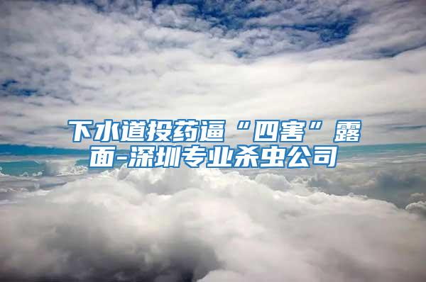 下水道投藥逼“四害”露面-深圳專業殺蟲公司