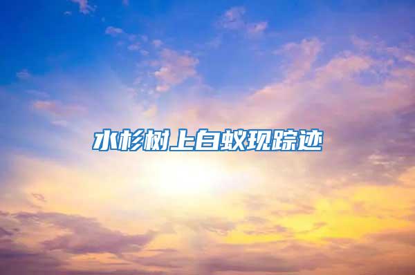 水杉樹上白蟻現蹤跡