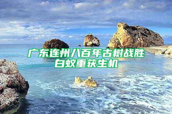 廣東連州八百年古樹戰勝白蟻重獲生機