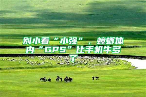 別小看“小強”，蟑螂體內“GPS”比手機牛多了