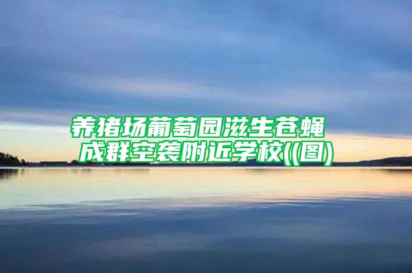 養(yǎng)豬場葡萄園滋生蒼蠅 成群空襲附近學(xué)校((圖)