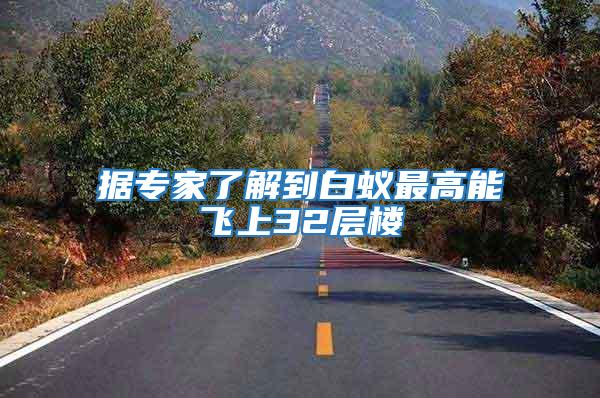 據專家了解到白蟻最高能飛上32層樓