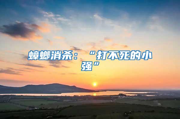 蟑螂消殺：“打不死的小強”