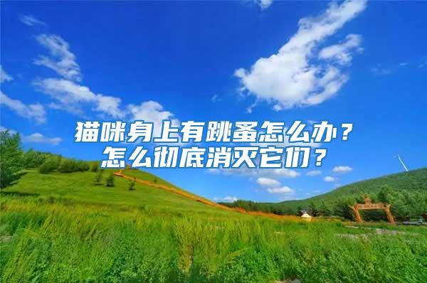 貓咪身上有跳蚤怎么辦？怎么徹底消滅它們？
