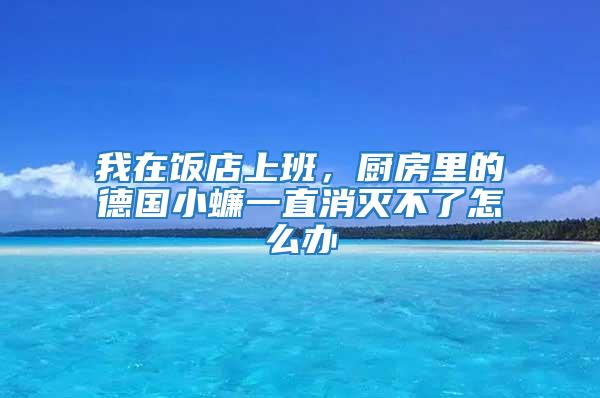 我在飯店上班，廚房里的德國(guó)小蠊一直消滅不了怎么辦