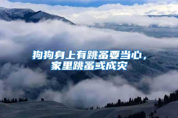 狗狗身上有跳蚤要當(dāng)心，家里跳蚤或成災(zāi)