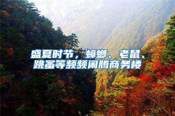 盛夏時節，蟑螂、老鼠、跳蚤等頻頻鬧騰商務樓
