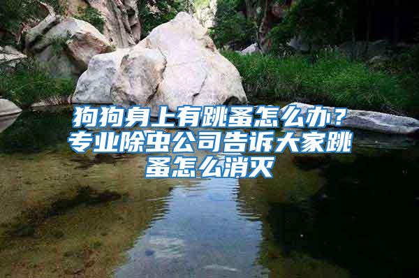 狗狗身上有跳蚤怎么辦？專業除蟲公司告訴大家跳蚤怎么消滅