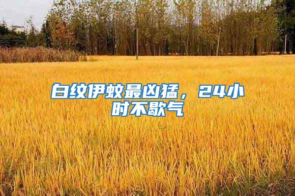 白紋伊蚊最兇猛，24小時不歇氣